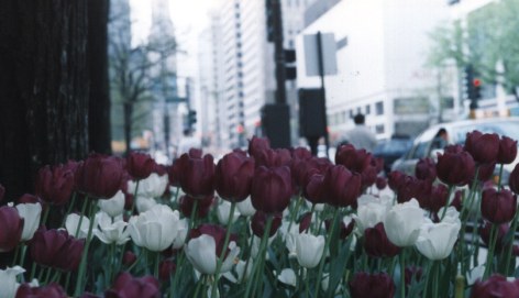 tulipanes.jpg (29066 bytes)